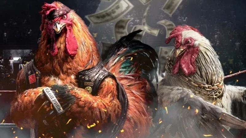 Tại sao nên chọn đá gà K8BET để trải nghiệm cá cược?