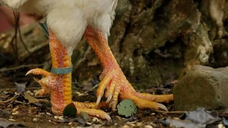 Tương lai và bảo tồn giống gà nhiều cựa