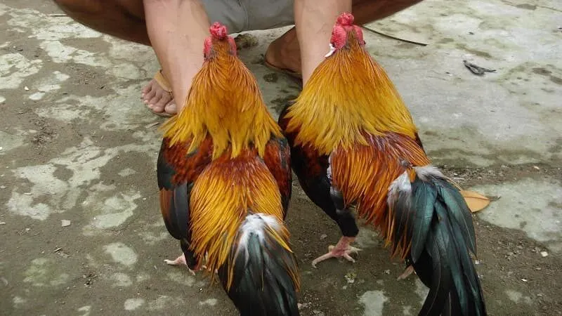 Giới thiệu về Gà Song Sinh Thần Kê