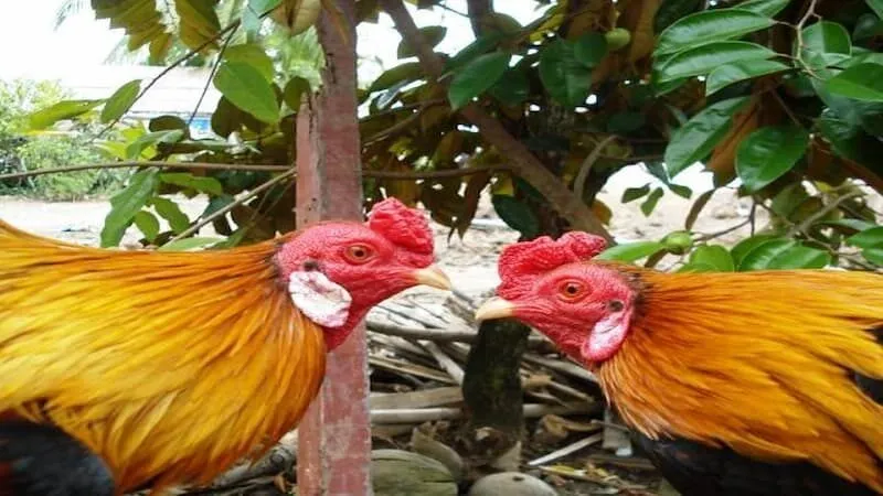 Đặc điểm nổi bật của Gà Song Sinh Thần Kê