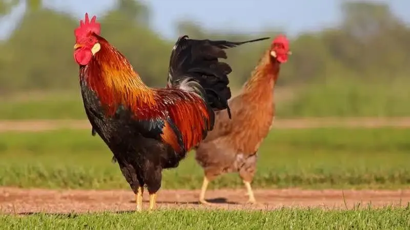 Những điều cần lưu ý khi chăm sóc Gà Song Sinh Thần Kê